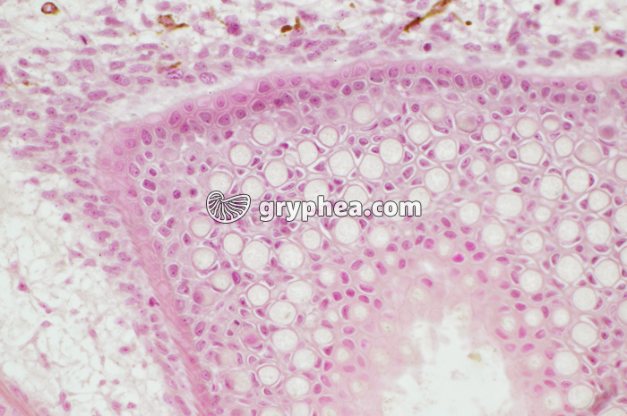 Cartilage alevin de Truite x100 - gryphea.com